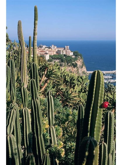 A coastal landscape with cacti and a distant view of a coastal town. 2