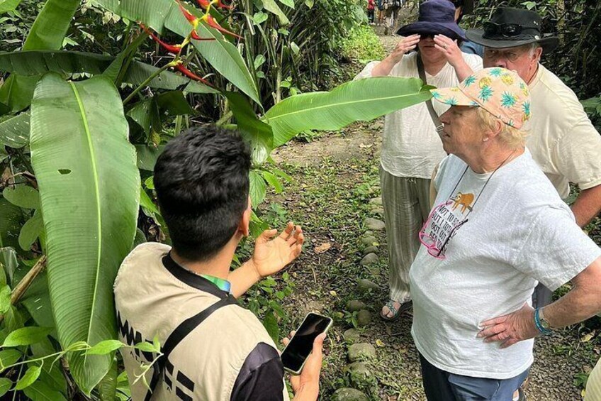 A person taking a photo with a smartphone, surrounded by lush greenery and large leaves. 5