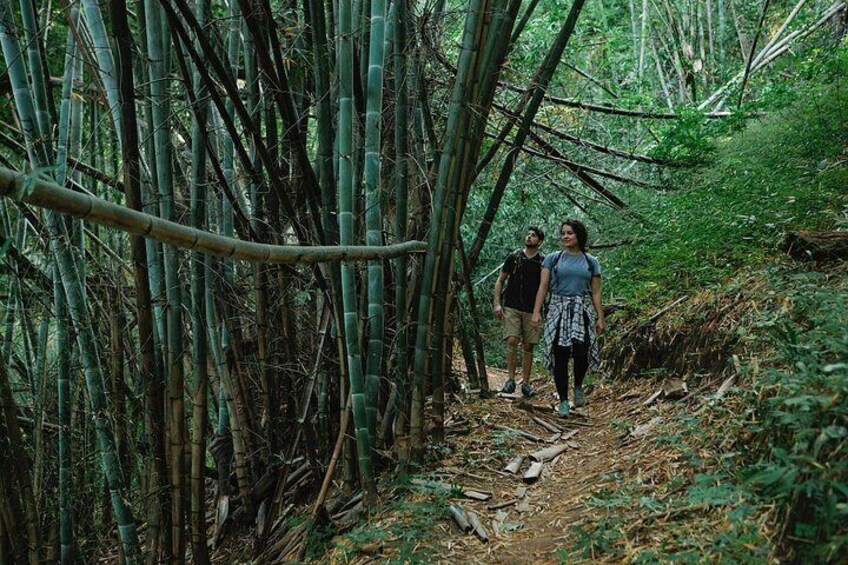 Two people walking on a forest trail surrounded by bamboo. 1