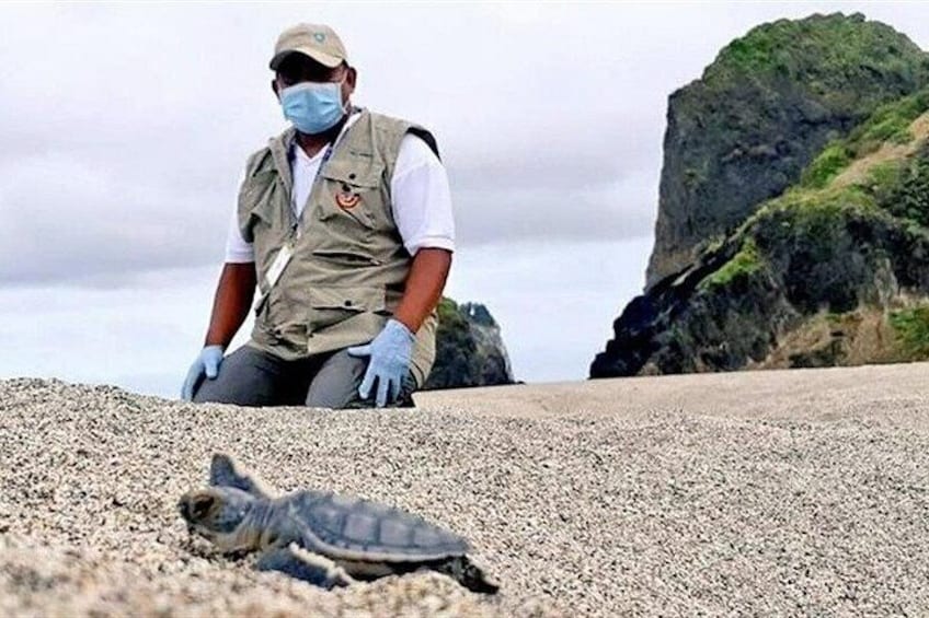 A person in a vest and gloves near a turtle on a rocky beach with a large rock formation in the background. 4