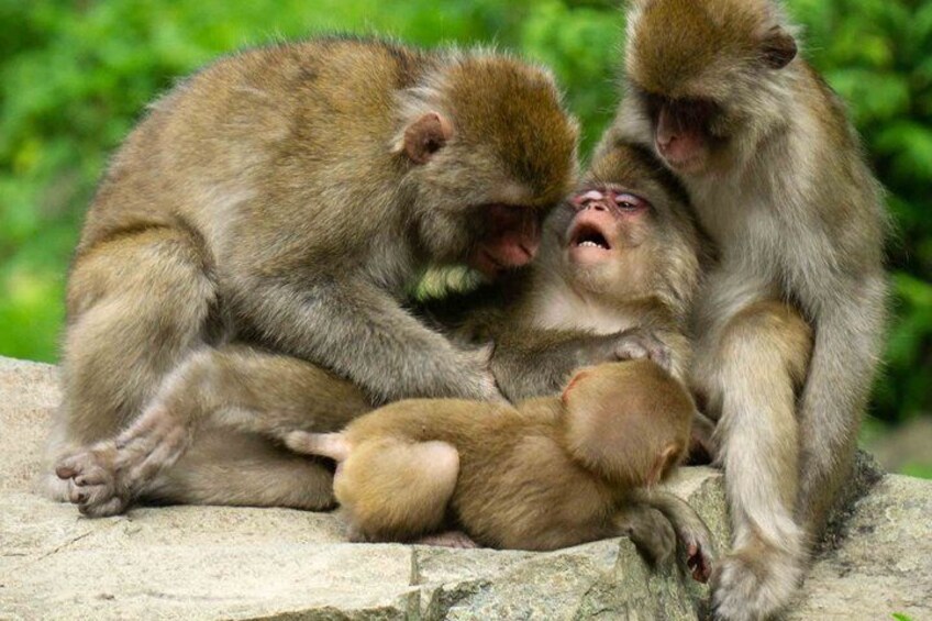 Three monkeys sitting on a rock with a green background. 1