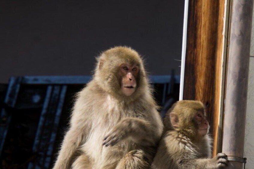 Two monkeys sitting on a wooden structure. 3