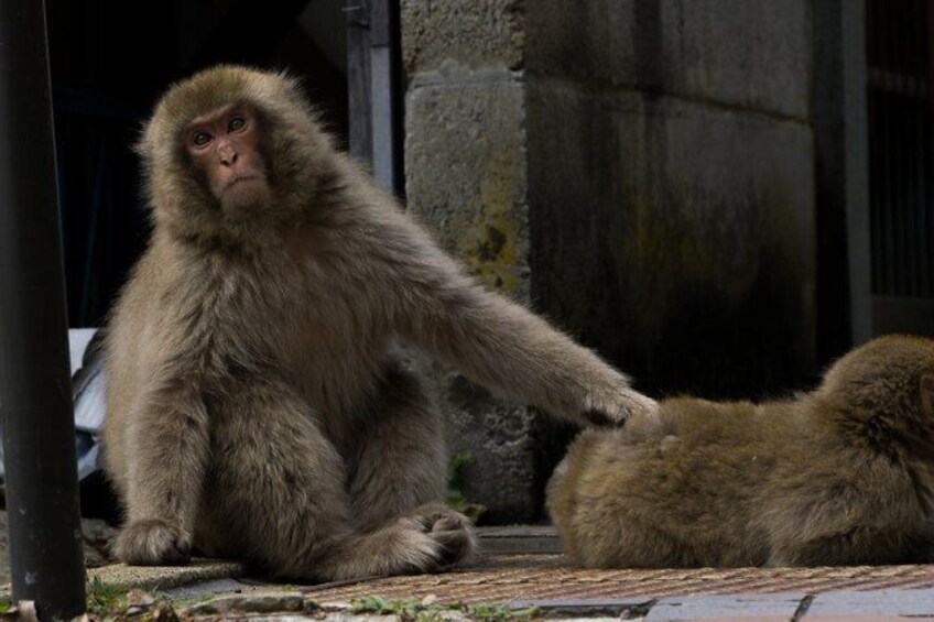 A monkey sitting on the ground with another monkey lying down. 2