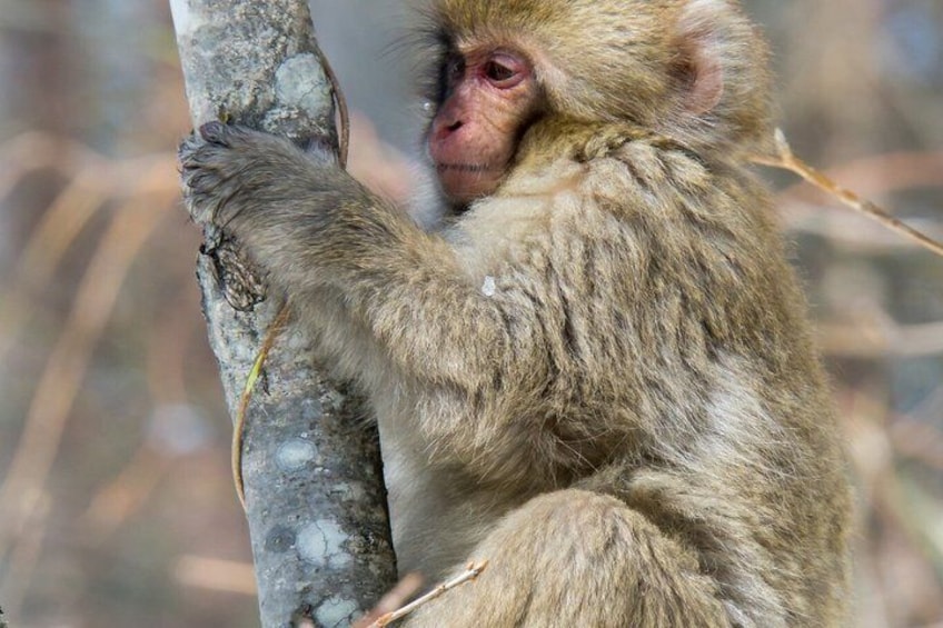 A monkey clinging to a tree trunk. 4