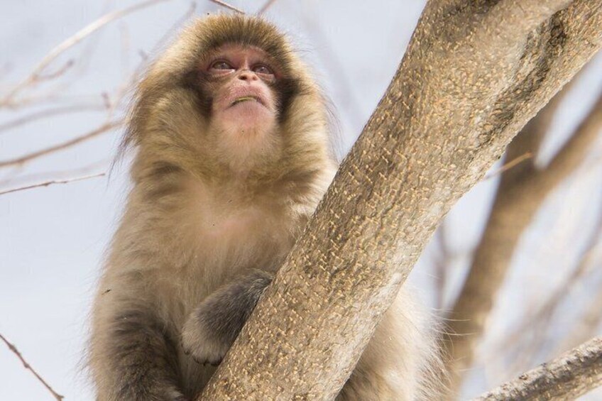A monkey sitting on a tree branch. 5