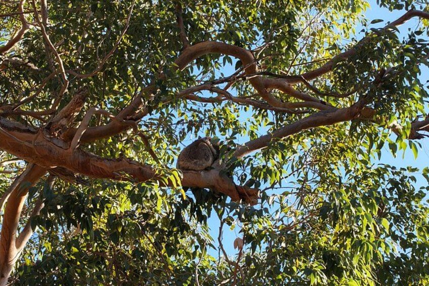From Perth: Koalas & Pinnacles Desert Sunset, Stargazing Day Tour 3