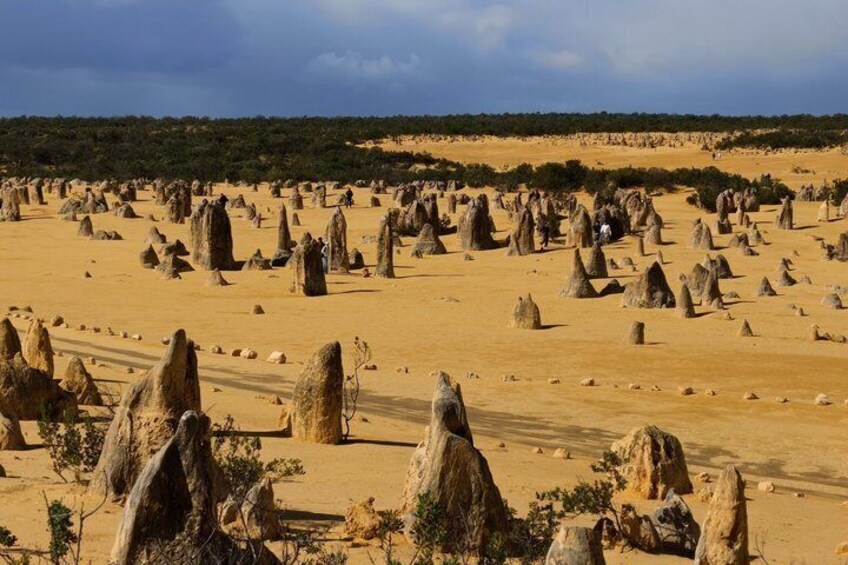 Day Tour from Perth Koalas & Pinnacles Desert Sunset Stargazing 4