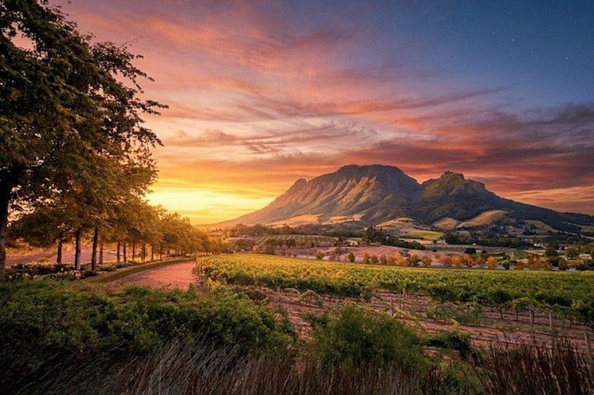 A vineyard with rows of grapevines, a river, and a mountain range in the background. 3