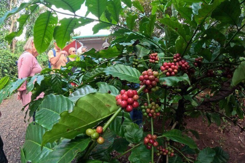 A coffee plant with ripe and unripe coffee cherries, large green leaves, and a person in the background. 4