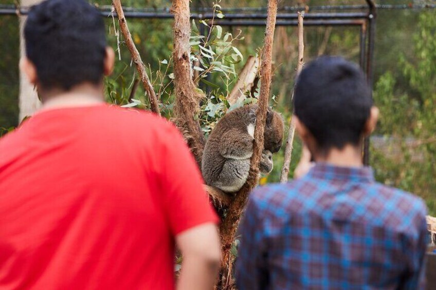 Koala at Healesville Sanctuary, Yarra Valley. 5