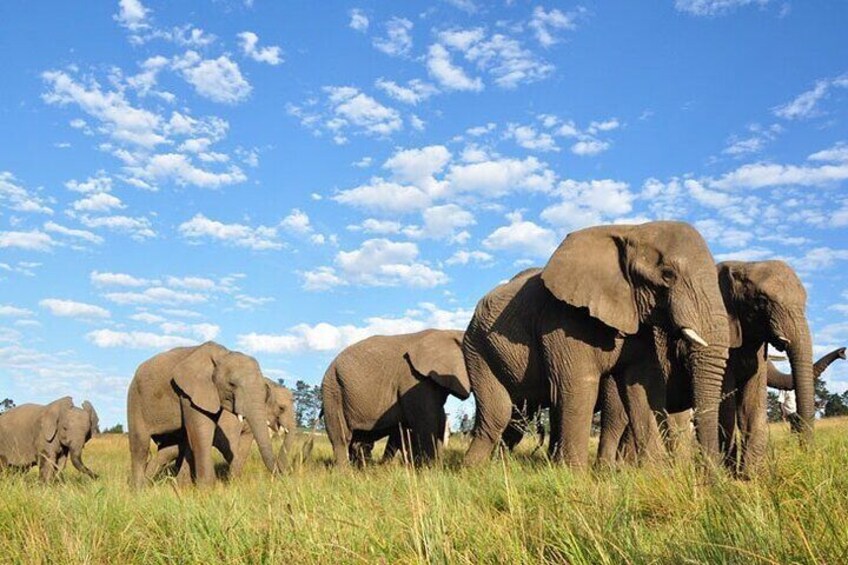 A herd of elephants in a grassy field under a blue sky with scattered clouds. 2