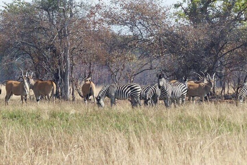 A group of zebras and antelopes grazing in a grassy field with trees in the background. 3