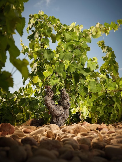 A vineyard with grapevines and clusters of green grapes. 3