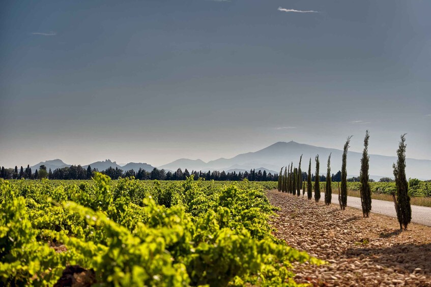 A vineyard with rows of grapevines and a road with tall cypress trees. 4