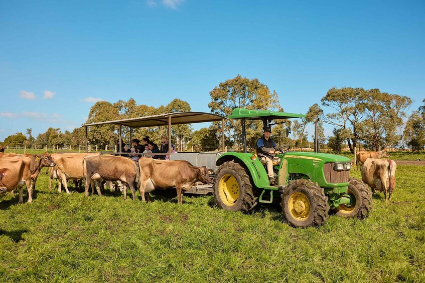 A green tractor with a canopy, a herd of cows, and people observing in a grassy field with trees in the background. 2