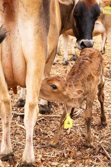 A calf with a yellow tag, standing among adult cows in a straw-covered area. 2