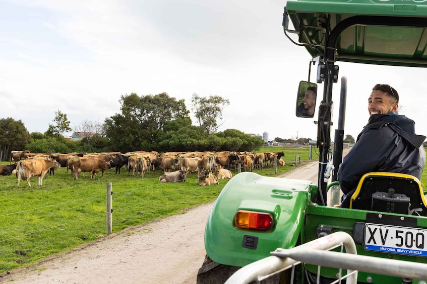 A green tractor with a license plate XV-500Q driving on a dirt road, with a herd of cows in the background. 4