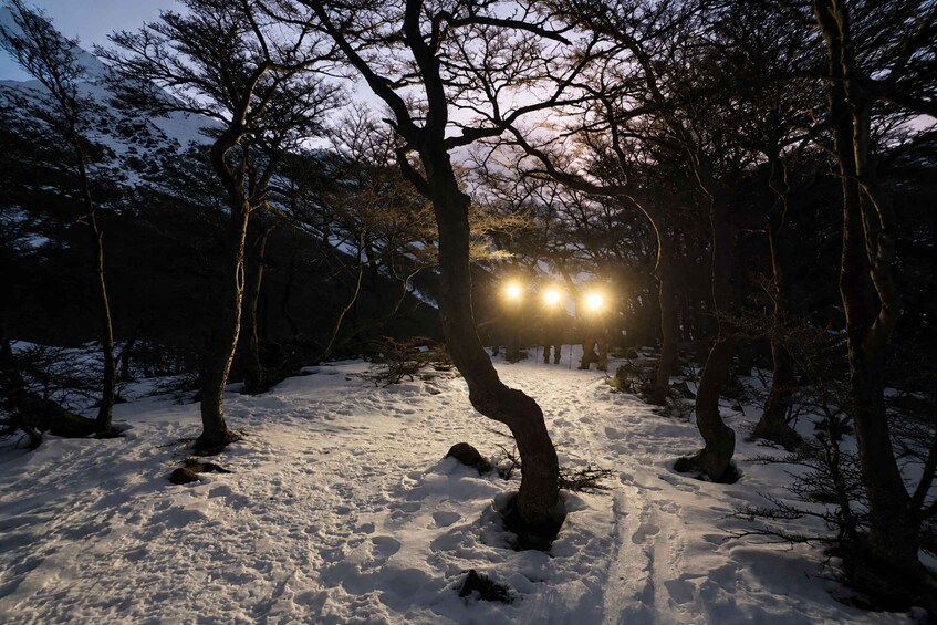 A snowy forest path with bare trees and a light source in the distance. 5