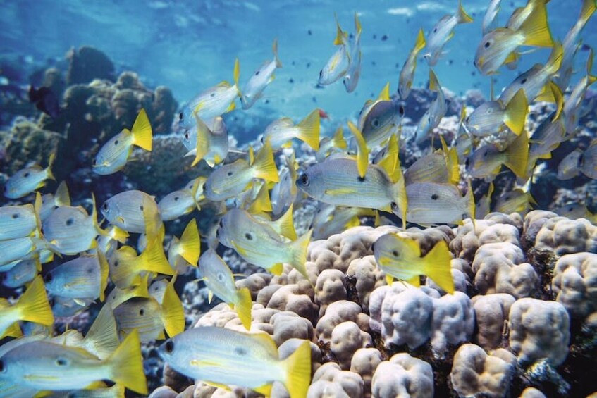 Tip Top Catamaran Snorkeling Tour with Lunch 5