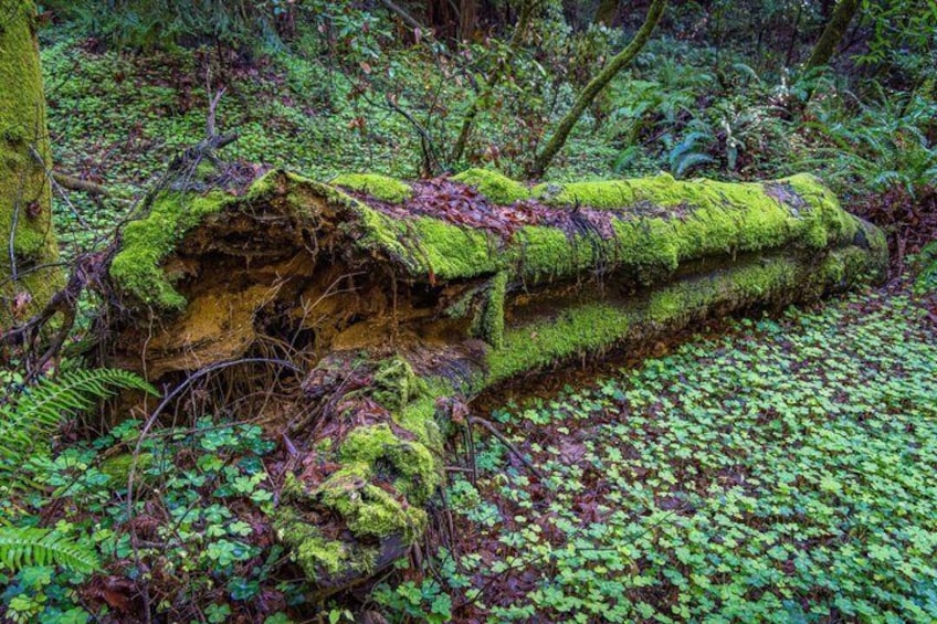 A moss-covered fallen tree in a forest. 2