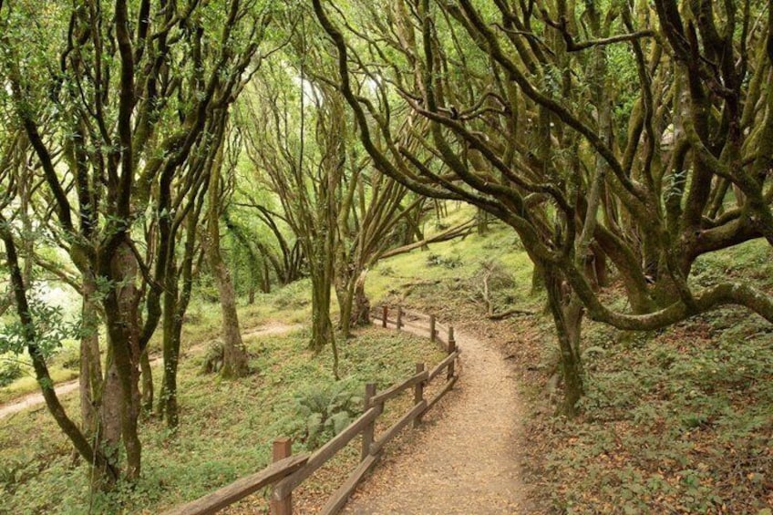 A forested path with wooden railings. 5