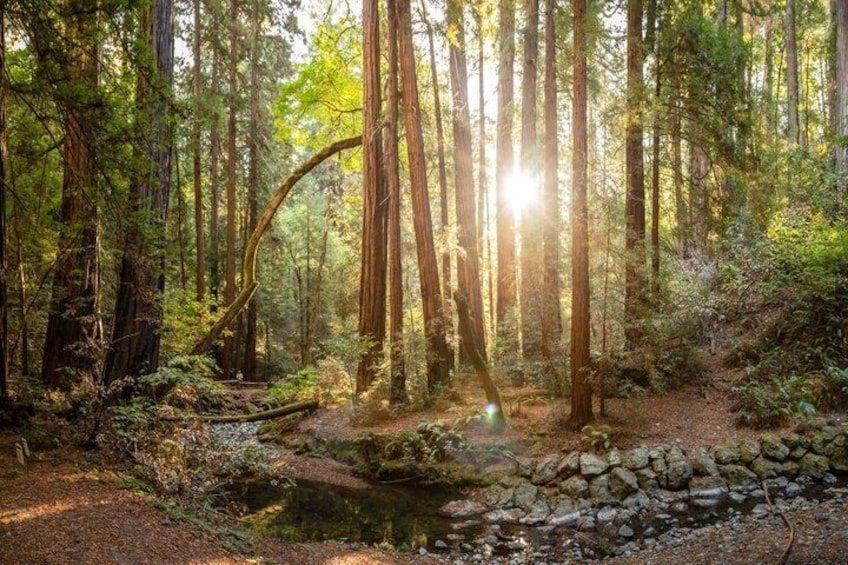 A forest with tall trees, sunlight filtering through, and a small stream. 3
