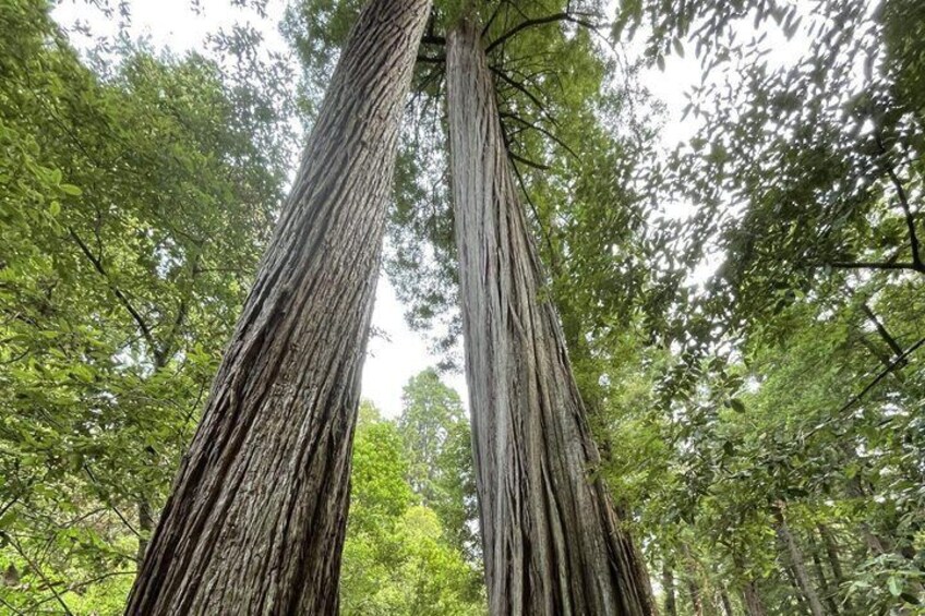 A tall tree with a thick trunk and a canopy of green leaves. 4