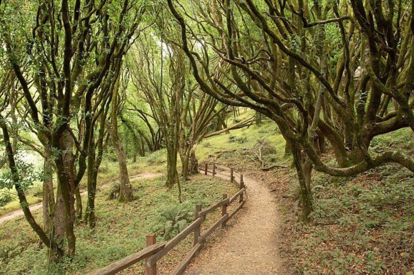 A forested path with wooden railings. 5