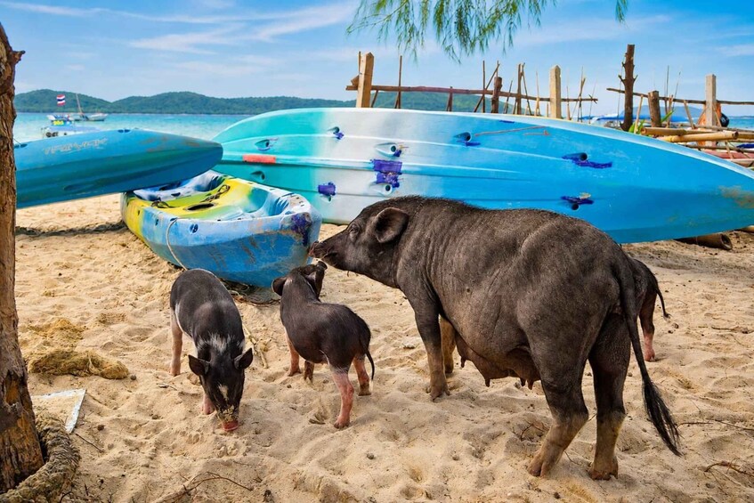 A beach with several kayaks and a large pig. 3