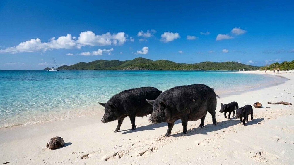 A beach with clear turquoise water, a few boats, and a group of pigs on the sand. 1