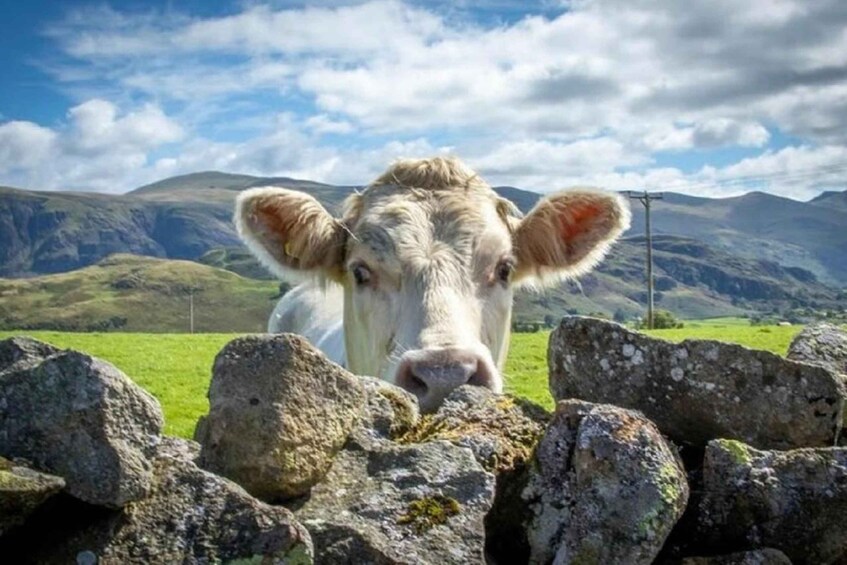 A cow behind a stone wall with a mountainous landscape in the background. 3