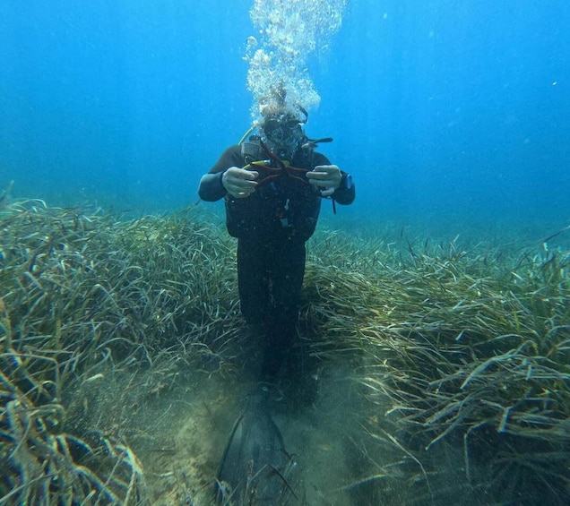 A diver underwater surrounded by seaweed. 3