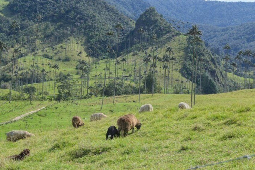 A grassy field with sheep grazing, surrounded by palm trees and hills. 5