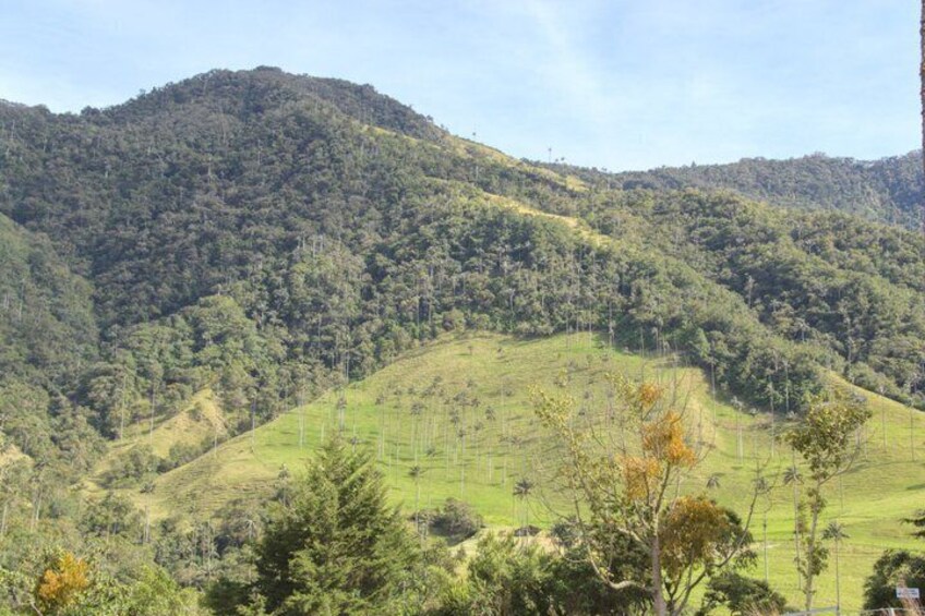 Cocora Valley Salento and Colombian Coffee Farm 3