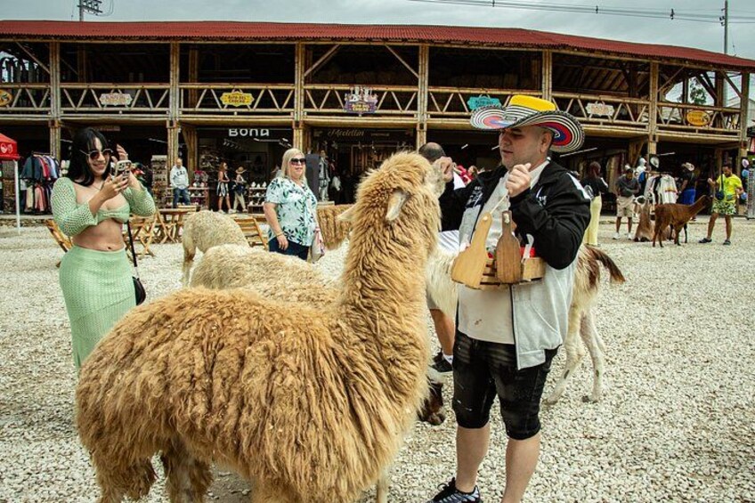 A llama with a person feeding it, a wooden structure in the background, and people around. 1