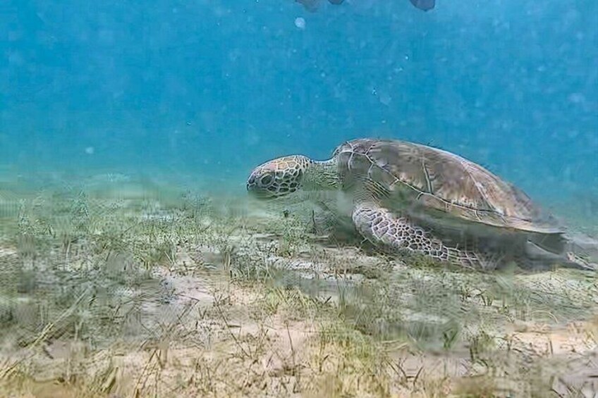 A sea turtle swimming near the ocean floor. 1