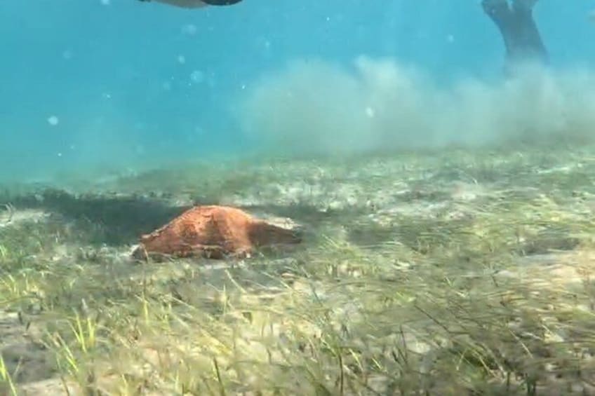 Snorkeling in Paradise 3