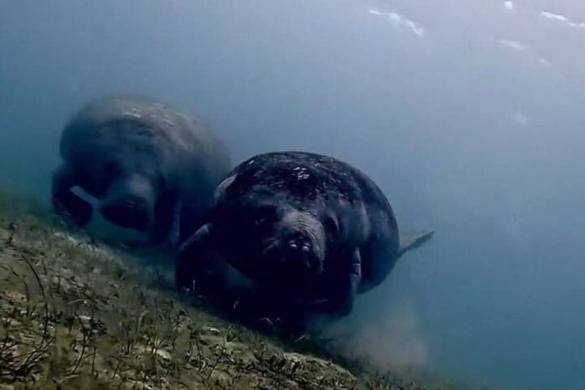 Snorkeling in Paradise 1