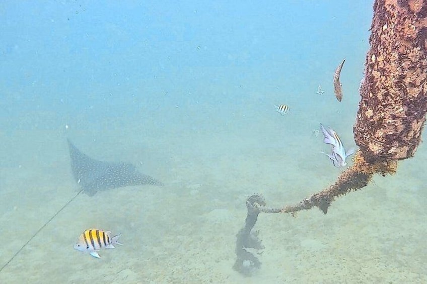 Snorkeling in Paradise 4