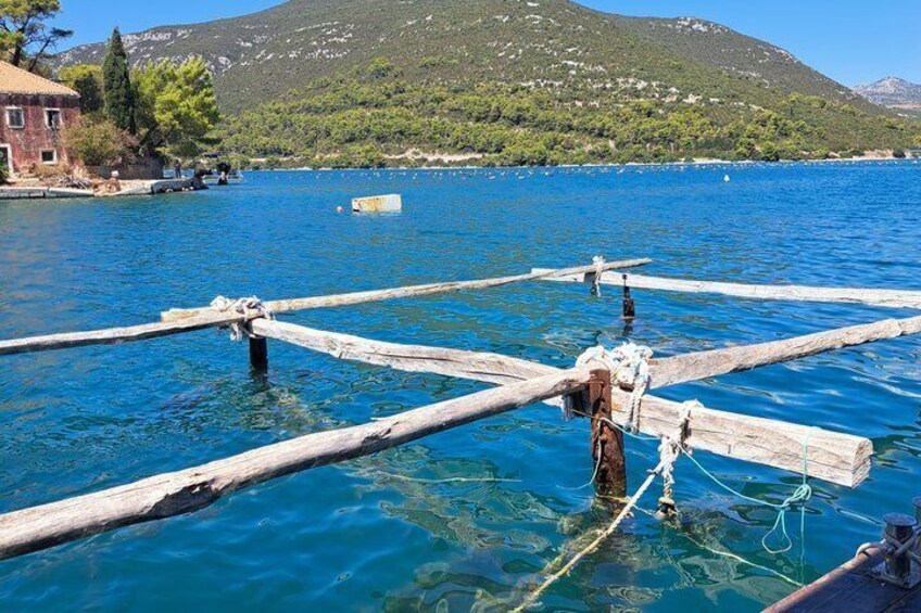 Ston Oyster Farm Tour with Lunch 4