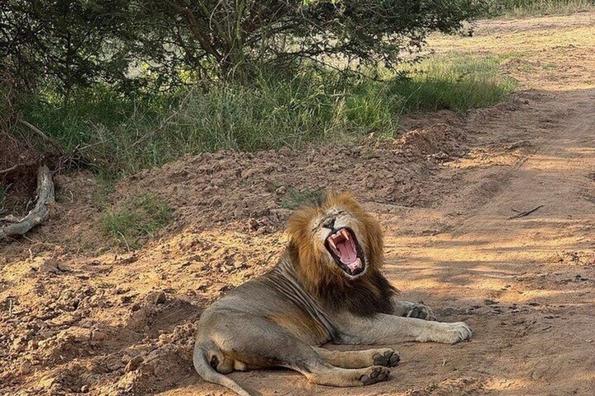 A lion lying on a dirt road with its mouth open, surrounded by greenery. 3