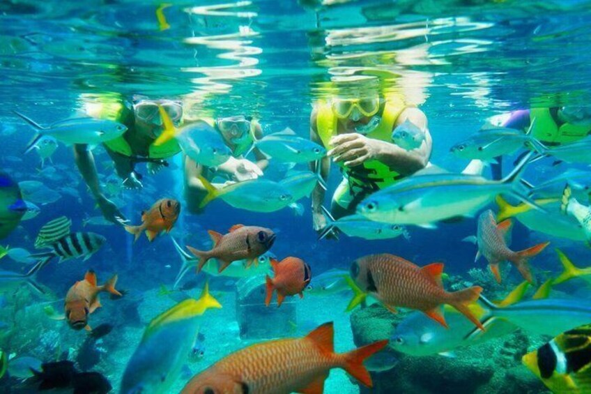 A diver surrounded by various colorful fish in clear water. 5