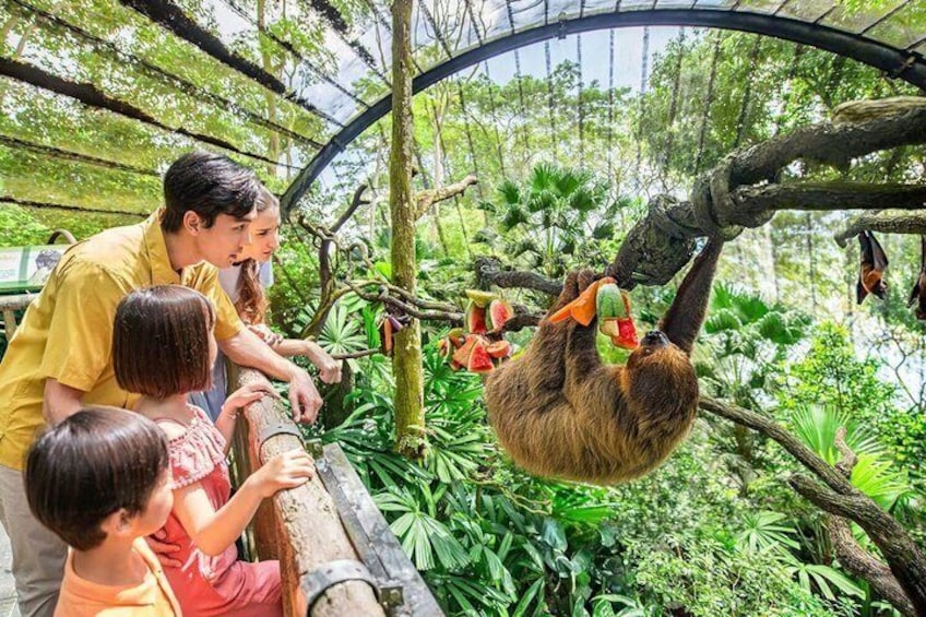 A sloth hanging from a tree branch in a zoo enclosure. 3