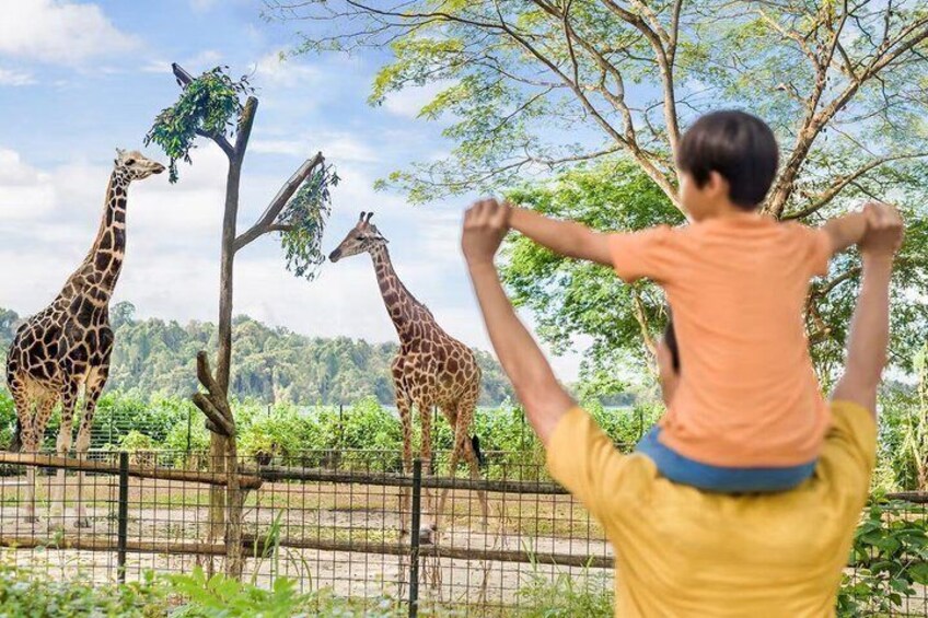 A person in a yellow shirt carrying a child, standing in front of giraffes. 1