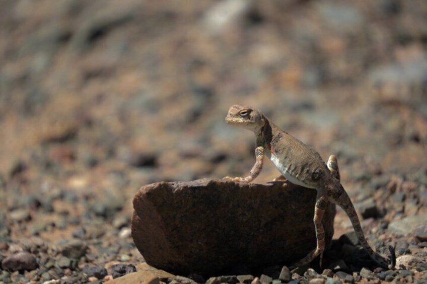 A lizard on a rock in a rocky terrain. 1