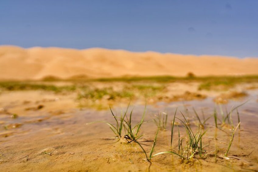 A desert landscape with sparse vegetation and sand dunes in the background. 2