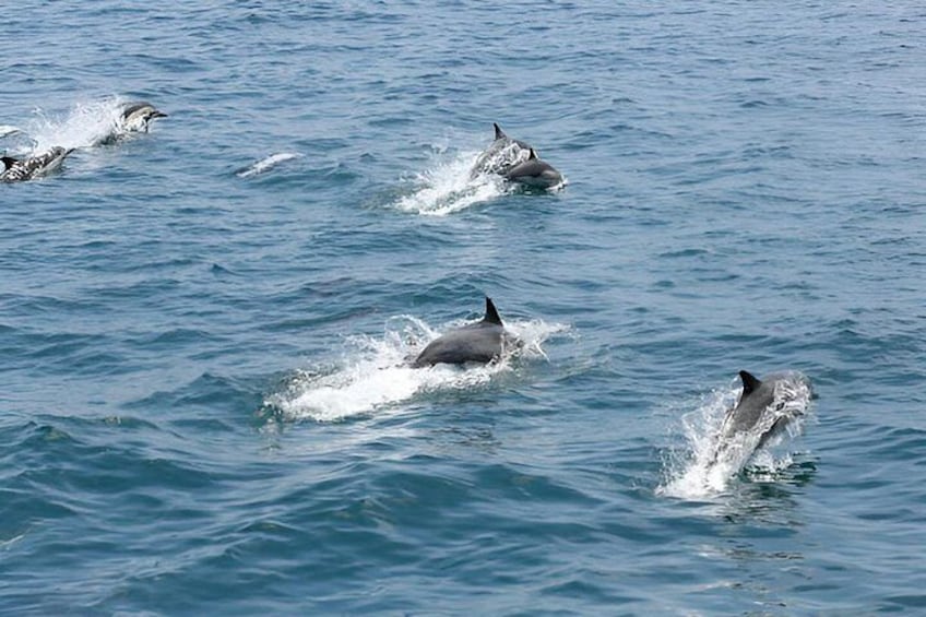 Dolphins swimming in the ocean. 4