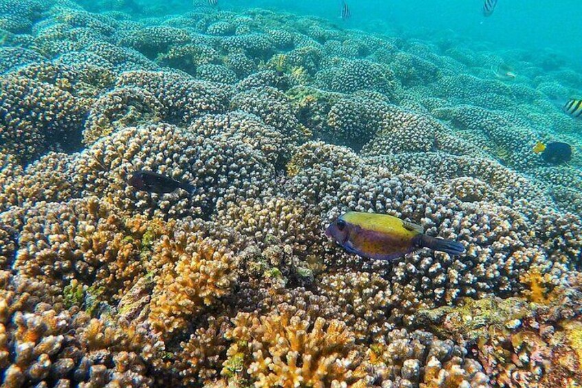 A coral reef with a fish swimming among the coral. 5