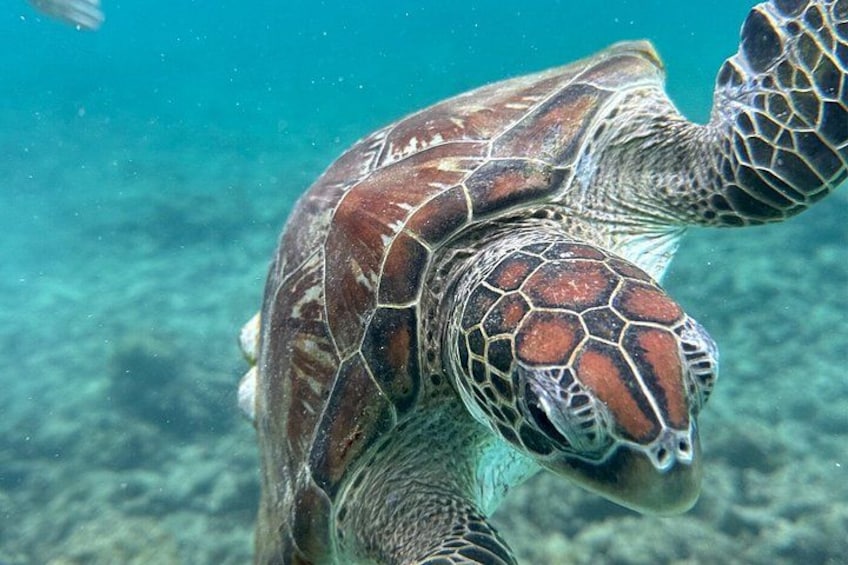 A sea turtle swimming underwater. 2