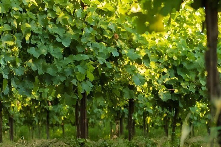 Wine Tasting Trident Line with Streghette Imolasi 3